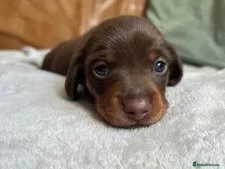 Miniature Dachshund dogs Gorgeous miniature dachshund - Advert 14