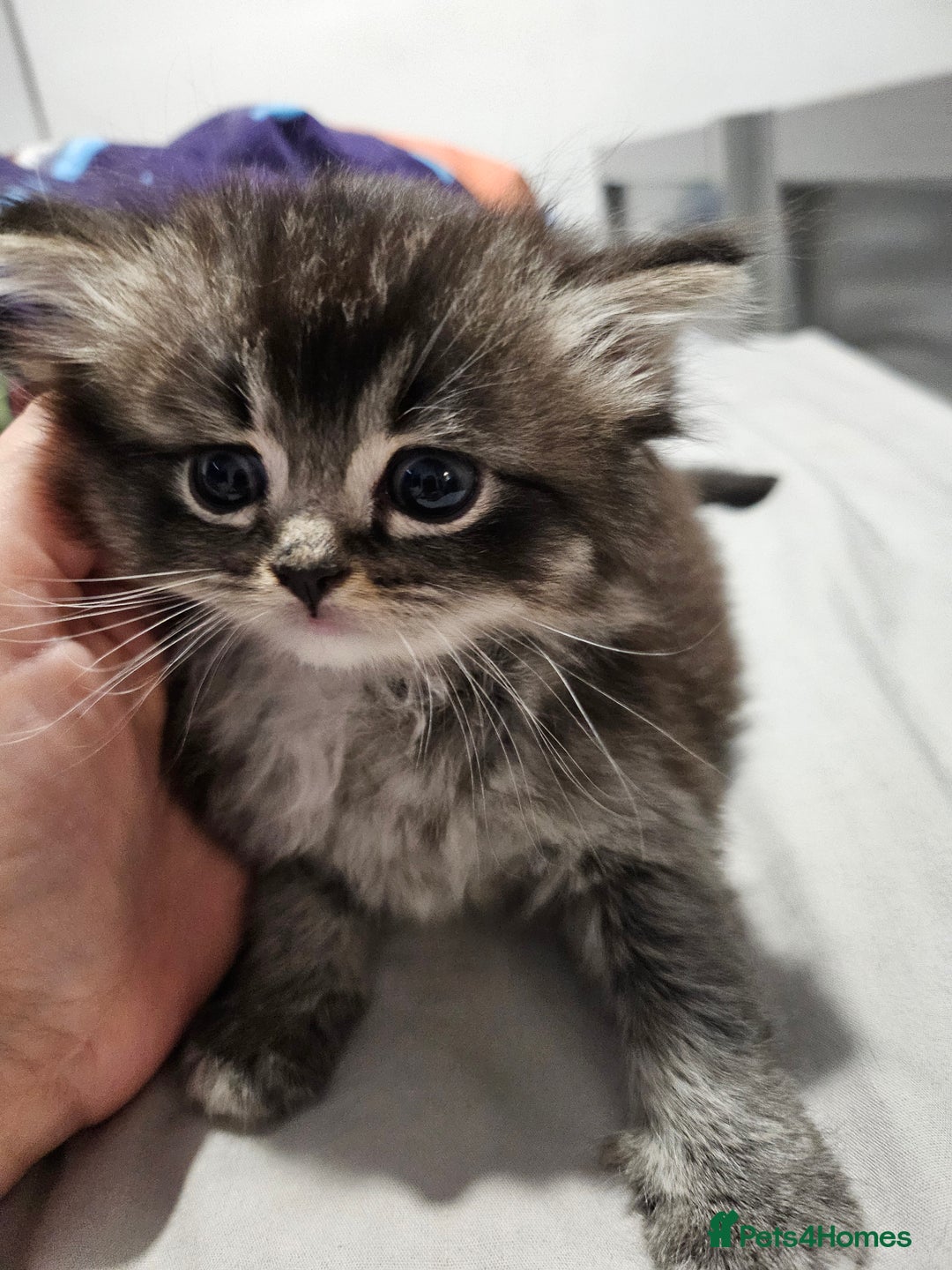 Mixed Breed cats for sale: Ragdoll x scottish fold kittens. Long haired - Image 11