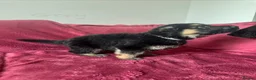 German Shepherd dogs for sale: Stunning Family Raised German Shepherd Puppies - Advert 12