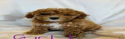 Miniature Poodle dogs for sale: PRA clear minature poodles  - Advert 6