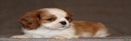 Cavalier King Charles Spaniel dogs for sale: Heart and health tested, KC registered. - Advert 8
