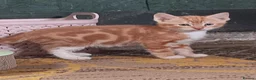 Bengal cats for sale: Bengal x British Short Hair Kittens  in Cupar - Advert 23