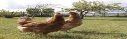 Chickens poultry for sale: Beautiful Variety of Hybrid and Pure Breed Hens - Advert 5
