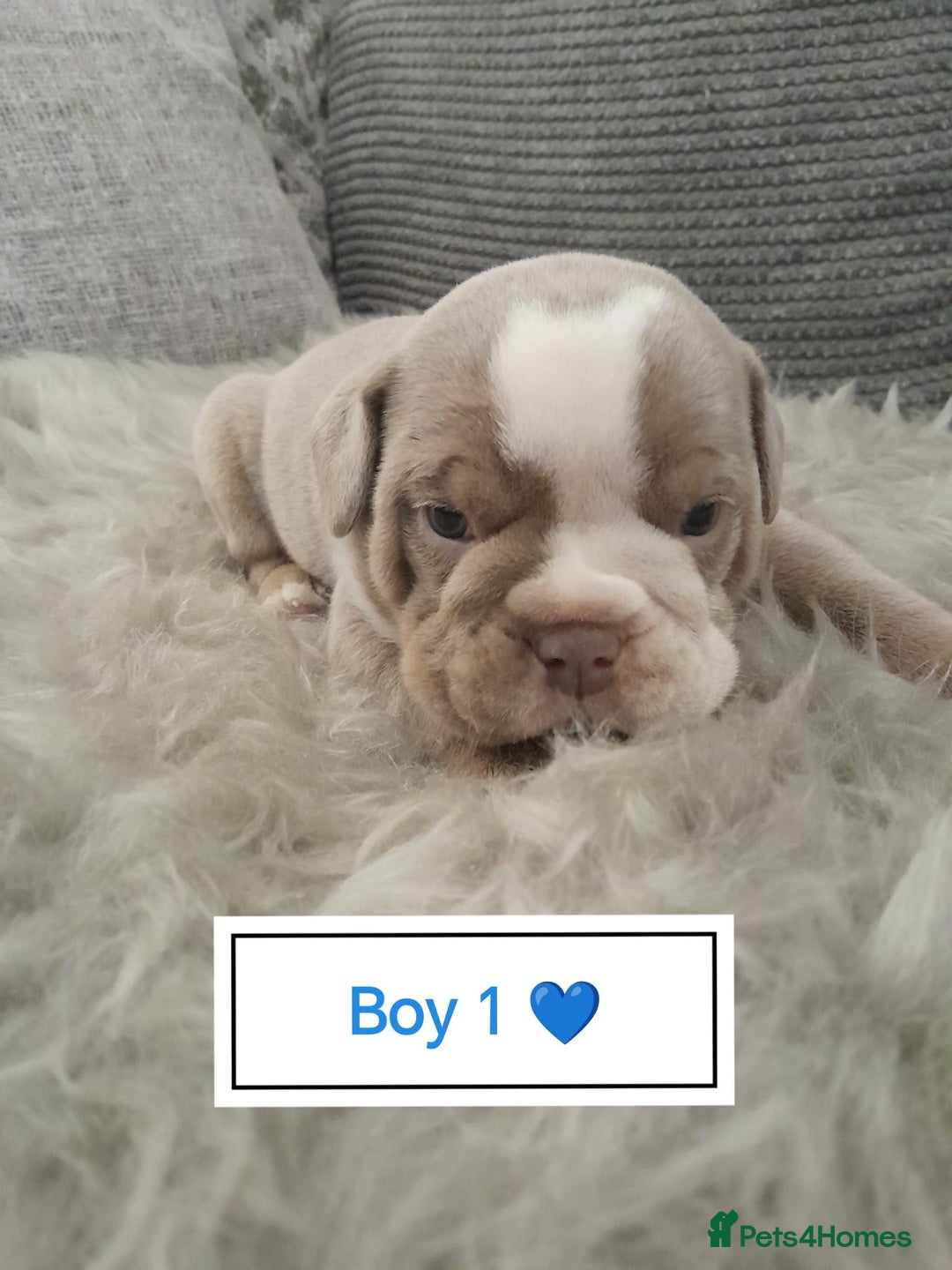 Mixed Breed dogs for sale: 🐾🐶Stunning New English Bulldog Puppies🐶🐾 - Advert 16