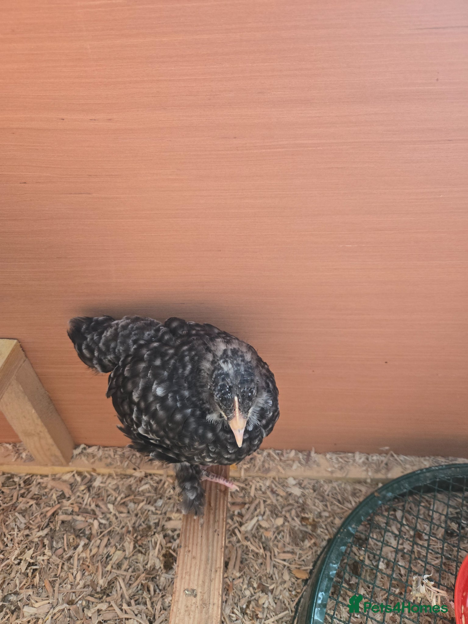 Chickens poultry Chicks available  - Advert 12