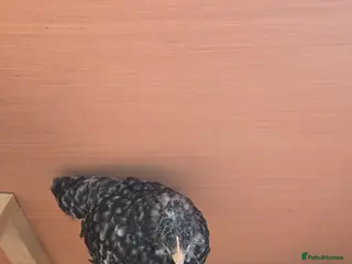 Chickens poultry Chicks available - Advert 12