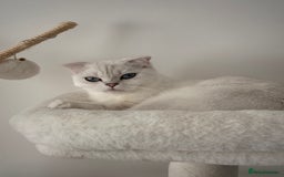 Scottish Fold cats for sale: White Scottish Fold Female looking for loving home - Image 5