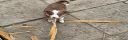 Border Collie dogs for sale: Border collie pups  in Leicester - Advert 9