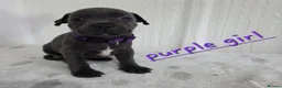 Staffordshire Bull Terrier dogs for sale: Beautiful Blue Staffies ❤️🙌 - Advert 8