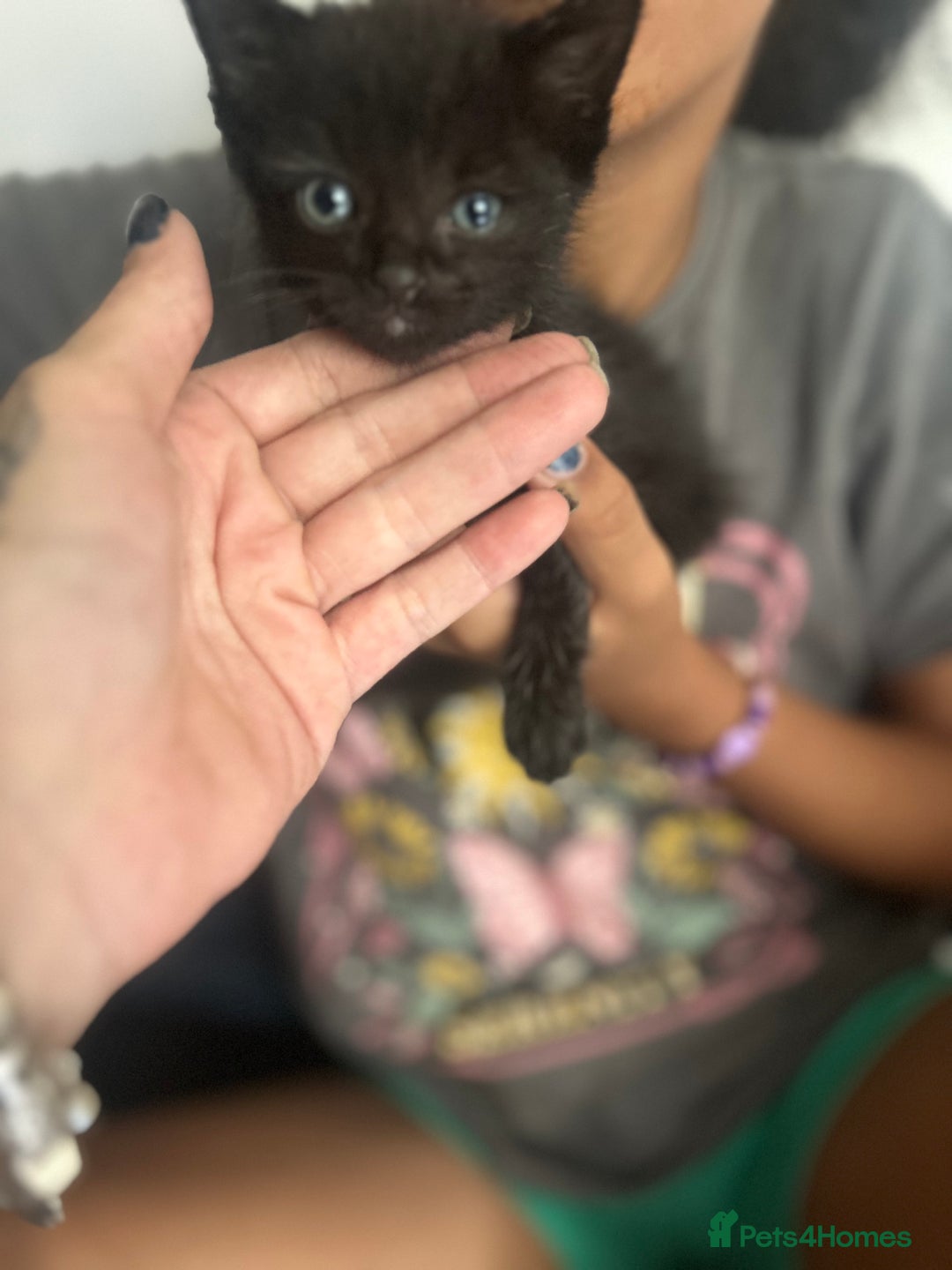 Mixed Breed cats for sale: Beautiful Kittens  - Image 4
