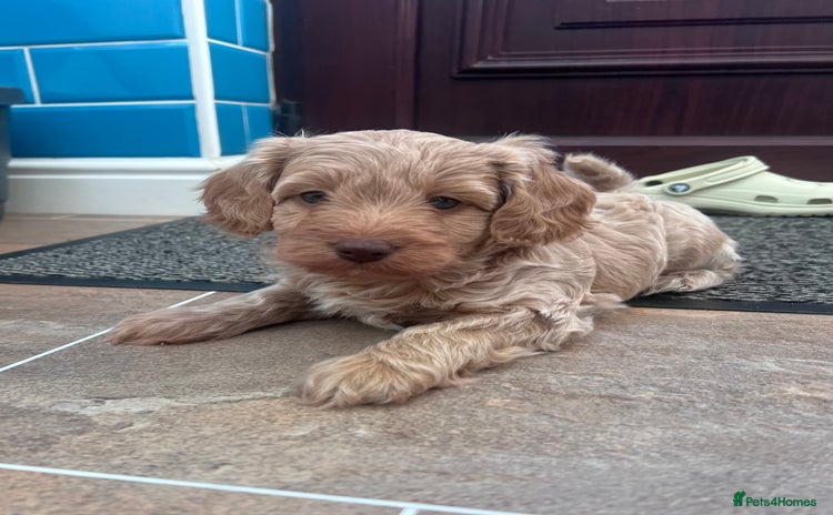 Cockapoo dogs F1B Cockapoo Puppies - Advert 16