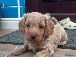 Cockapoo dogs F1B Cockapoo Puppies - Advert 3