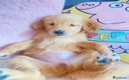 Golden Retriever dogs for sale: Beautiful KC golden pups ready to leave 🥰🥰🏡 - Image 5