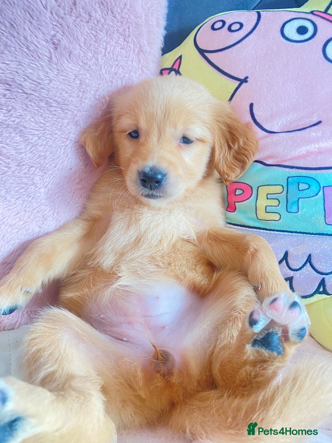 Golden Retriever dogs for sale: Beautiful KC golden pups ready to leave 🥰🥰🏡 - Image 5