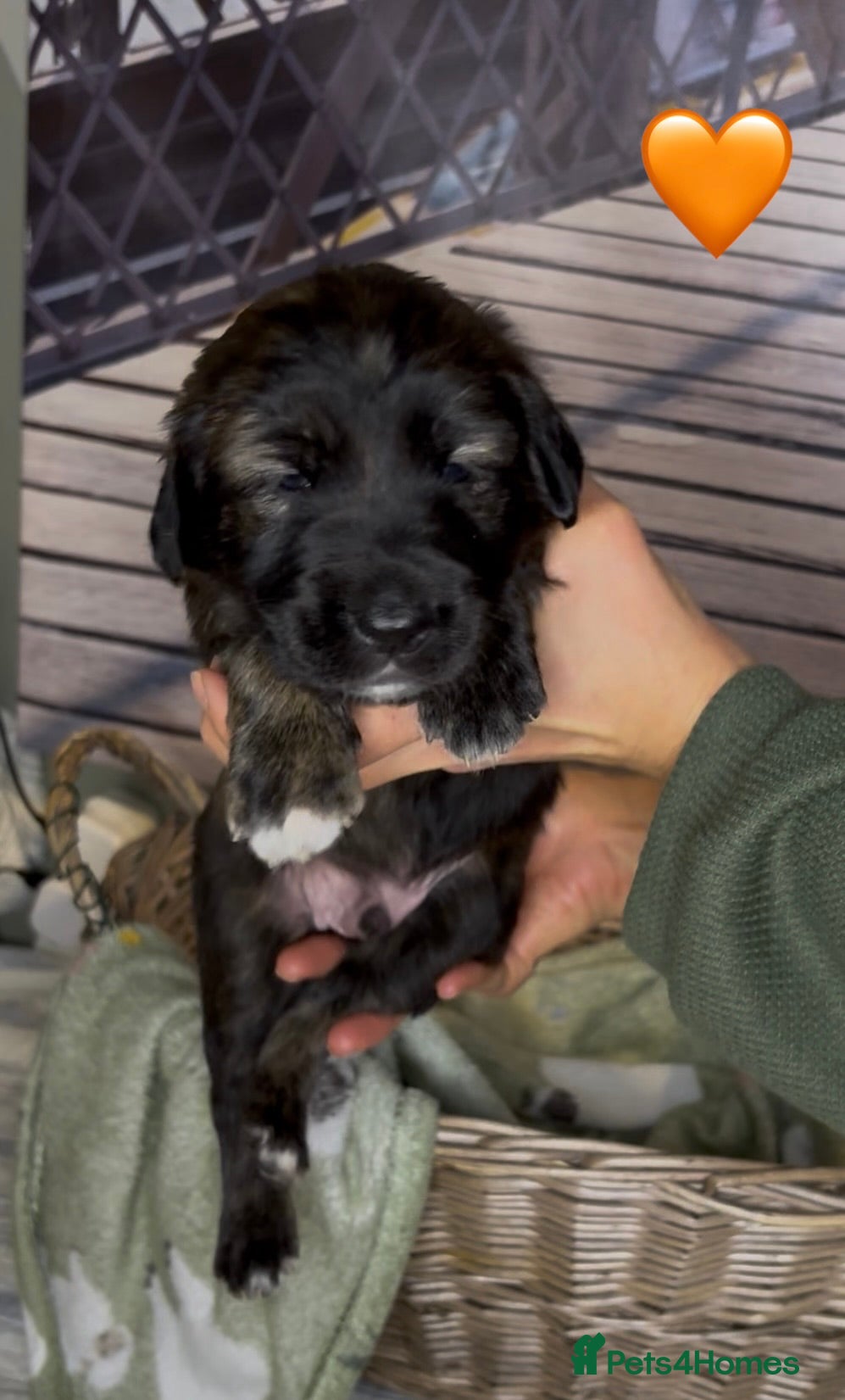 Mixed Breed dogs for sale: Golden Retriever x Border Collie mix - Advert 2