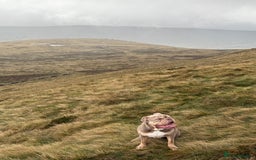 Mixed Breed dogs for sale: Missy and Prince - Advert 4