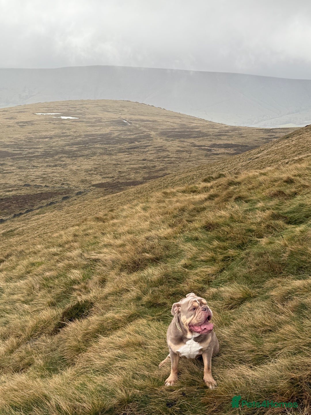 Mixed Breed dogs for sale: Missy and Prince - Advert 4