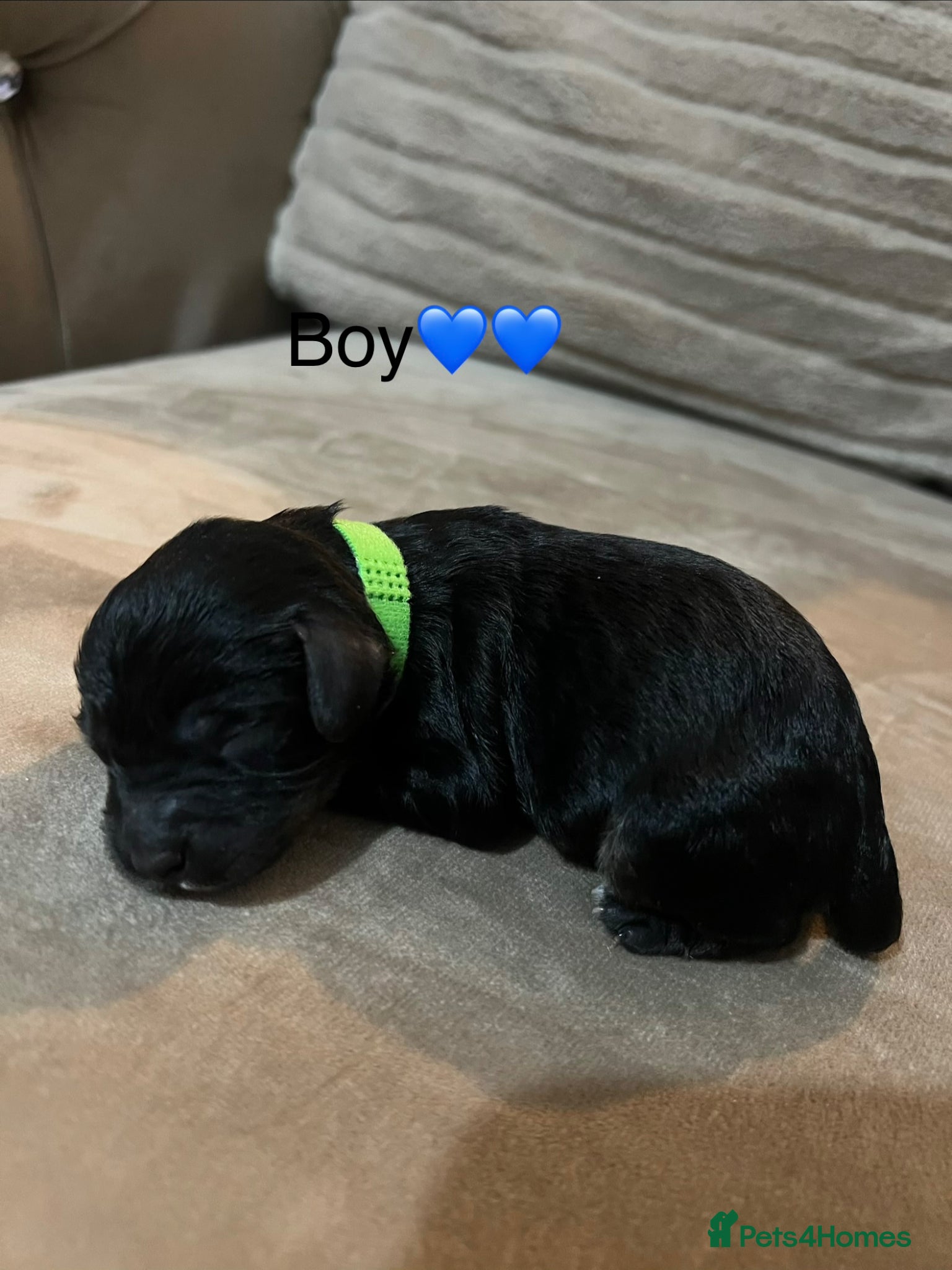 Cavapoo dogs for sale: 5 beautiful cavapoos ready in July 🐶🐶 - Advert 15