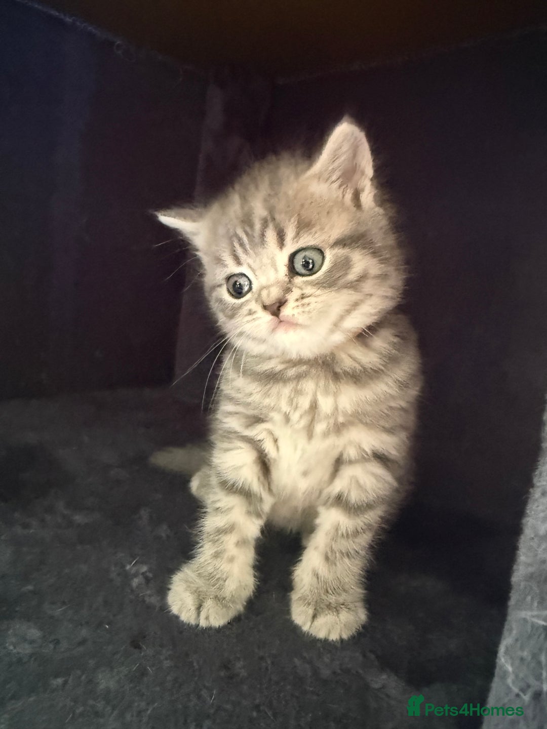 Scottish Fold cats for sale: Scottish fold kittens  - Image 18