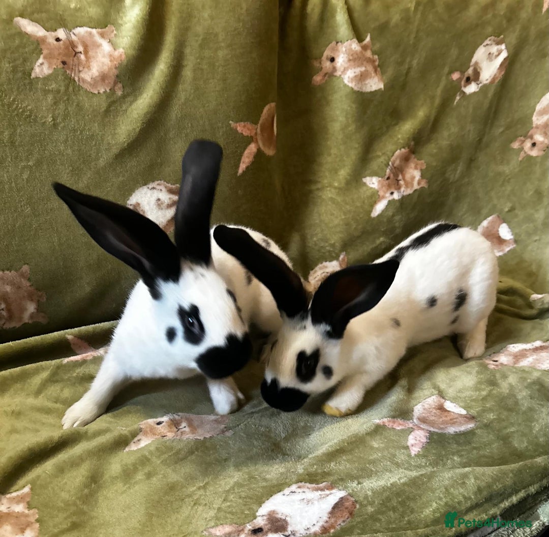 Continental Giant rabbits for sale: Giant Papillon babies - Advert 6