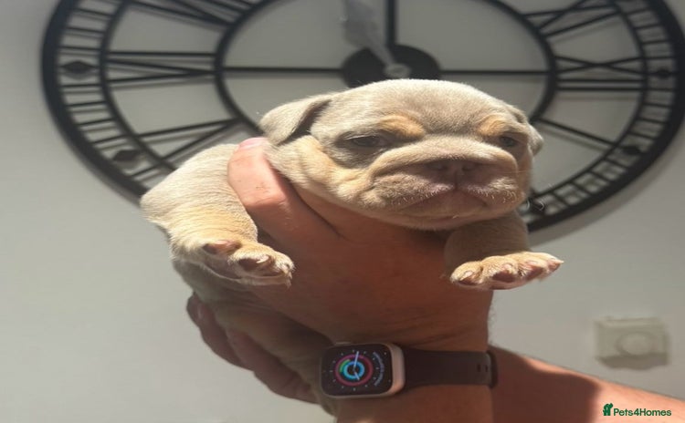 English Bulldog dogs - Advert 1