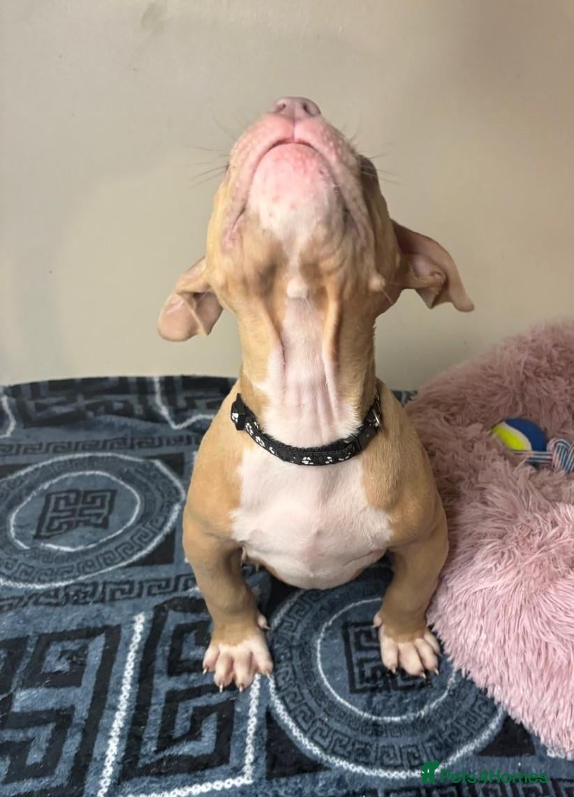 American Bully dogs Quality pocket bullies looking for forever homes - Advert 3