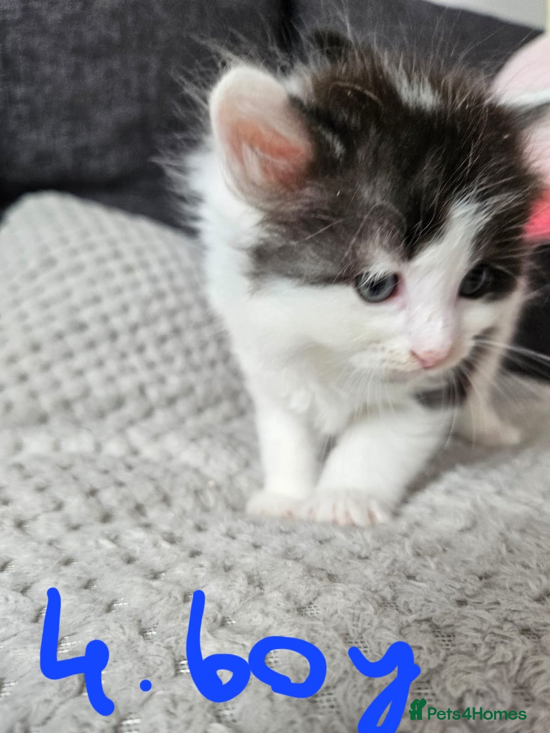 Mixed Breed cats for sale: Fluffy kittens for sale - Image 6