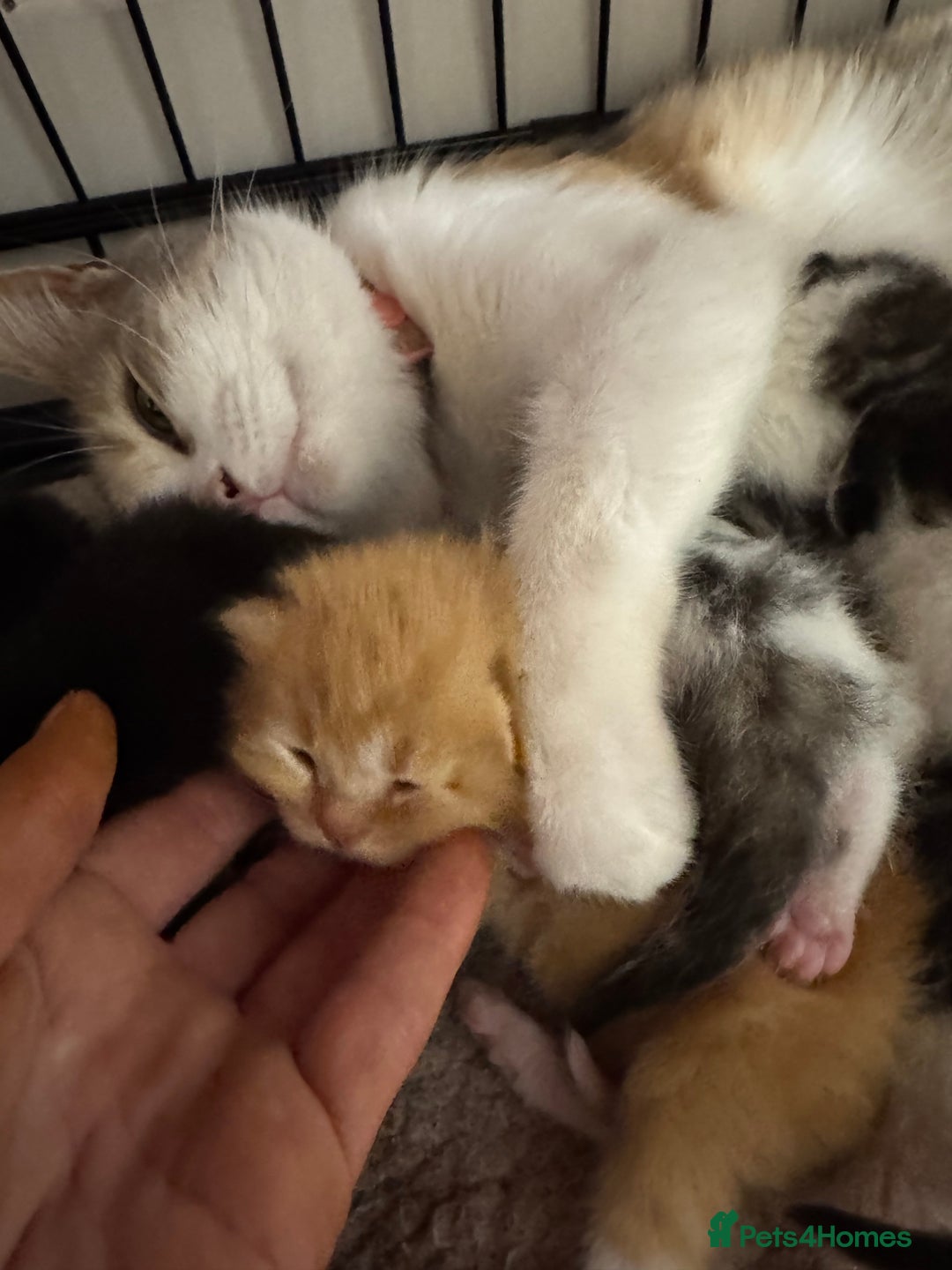 Mixed Breed cats for sale: Last little male left  - Advert 4