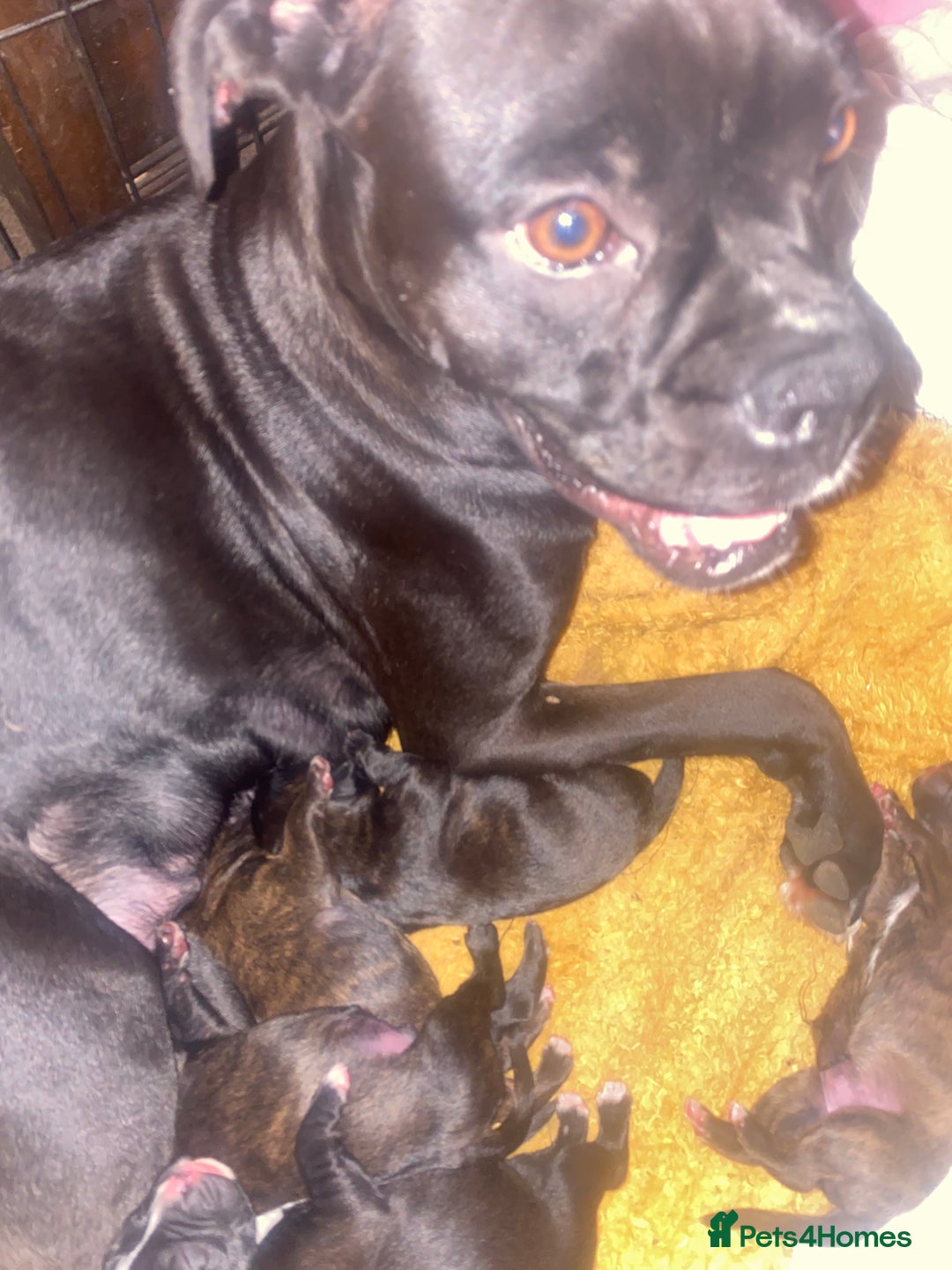 Mixed Breed dogs for sale: 🤩 mum kc boxer dad mini boxer 5 pups rare 🤩 - Advert 13