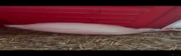 Quail poultry for sale: Quails and quail chicks - Advert 2