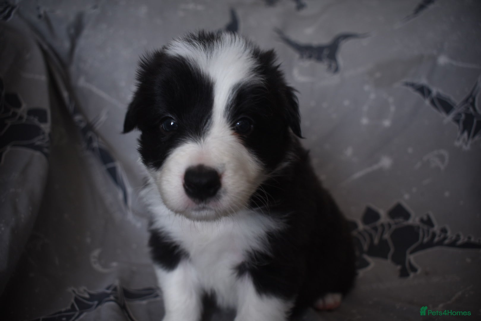 Border Collie dogs for sale: 1 health tested boy left - Advert 11