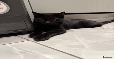 Scottish Fold cats in Chatham - Advert 2