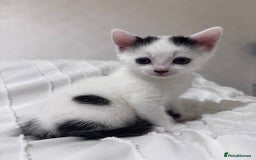 Mixed Breed cats for sale: 3 beautiful kittens looking for new home - Image 5