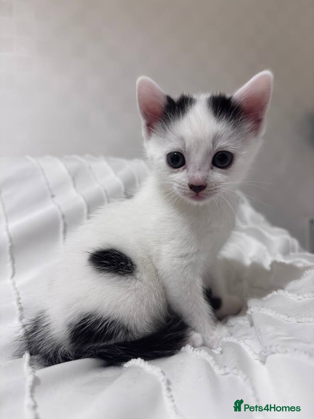 Mixed Breed cats for sale: 3 beautiful kittens looking for new home - Image 5
