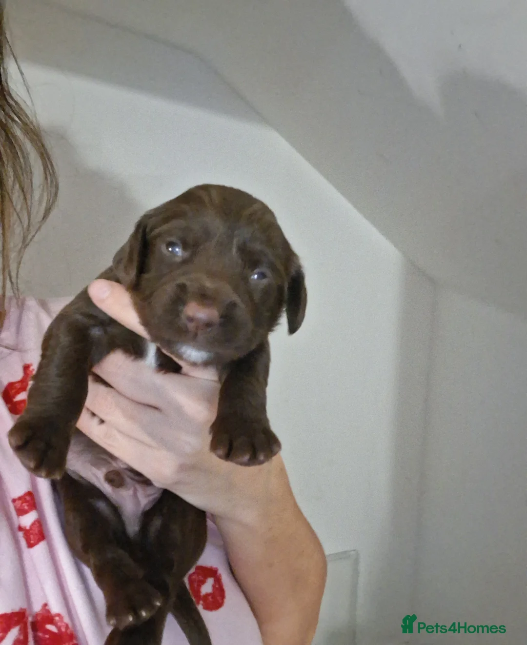 Mixed Breed dogs for sale: ☆six beautiful male puppys seeking forever homes☆ - Advert 15