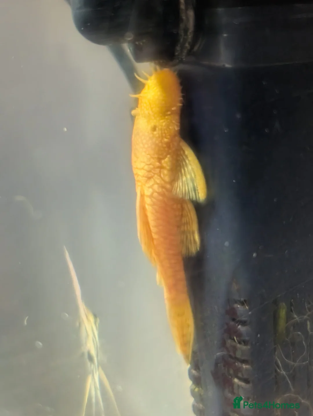 Cichlids fish for sale: Various Cichlids  in Stockton-on-Tees - Advert 2