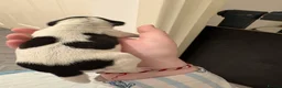 Jackshund dogs for sale: 4 Beautiful Male Jackhaunds   - Advert 5