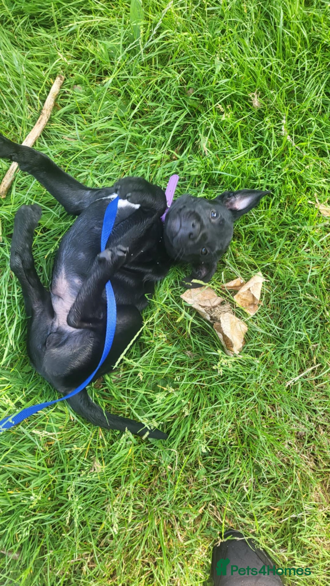 Mixed Breed dogs for sale: Beau Labrastaff - Image 4