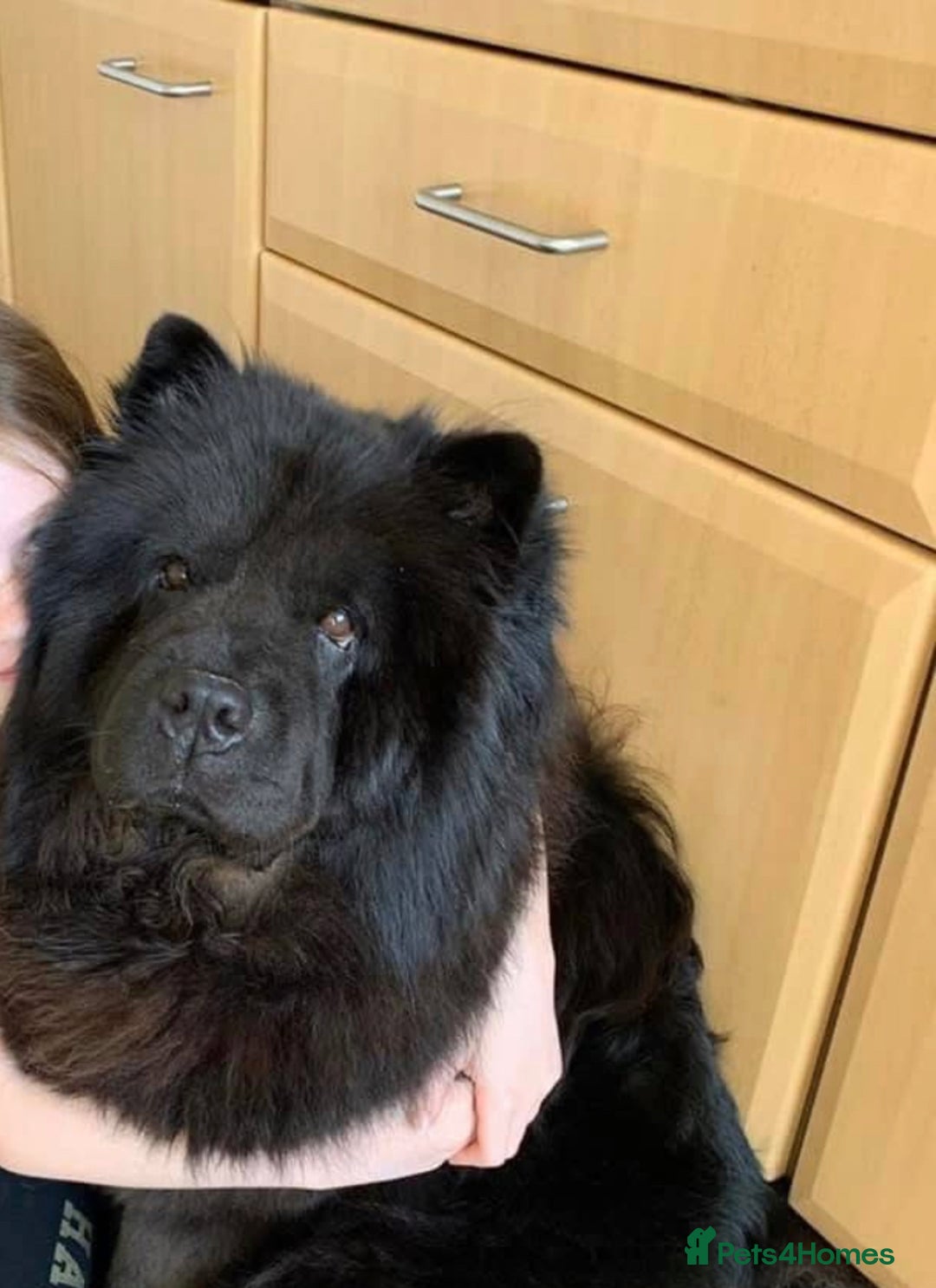 Chow Chow dogs for sale: Kc Black Adult Girl - Advert 6