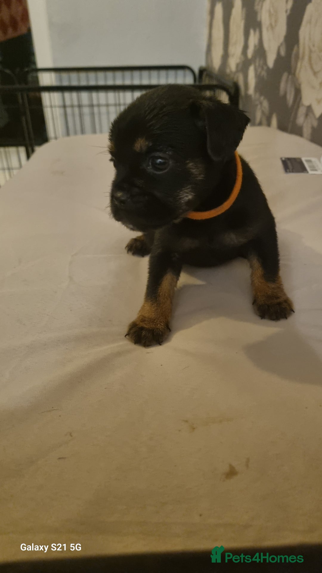 Mixed Breed dogs for sale: 4 french bulldog x boarder terror girls  - Image 6