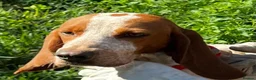 Mixed Breed dogs for adoption: Tiri  - Advert 8