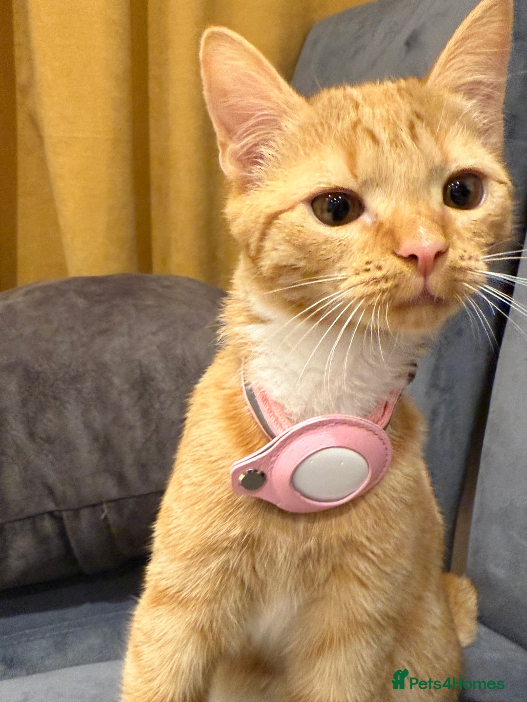 Mixed Breed cats for sale: Ginger cat/ 7 months old  - Image 24