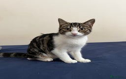 Mixed Breed cats for sale: Two beautiful female cats - Image 1