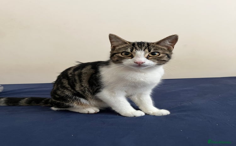Mixed Breed cats - Advert 2