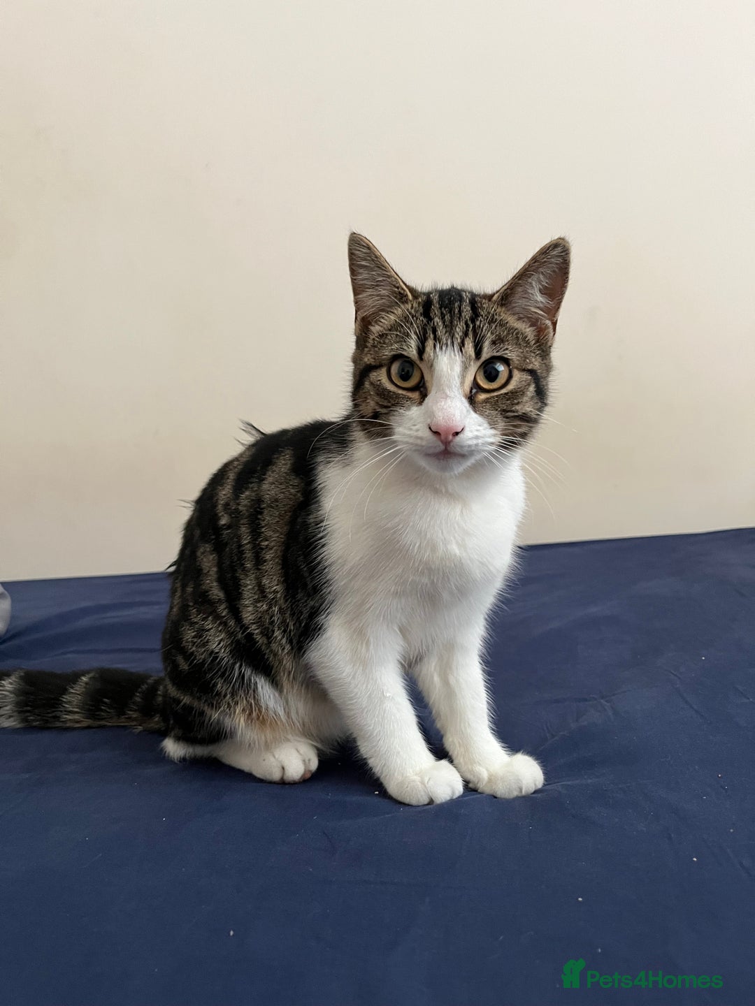 Mixed Breed cats for sale: Two beautiful female cats - Image 1