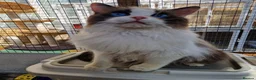 Ragdoll cats for sale: GCCF Registered adult female - Advert 2