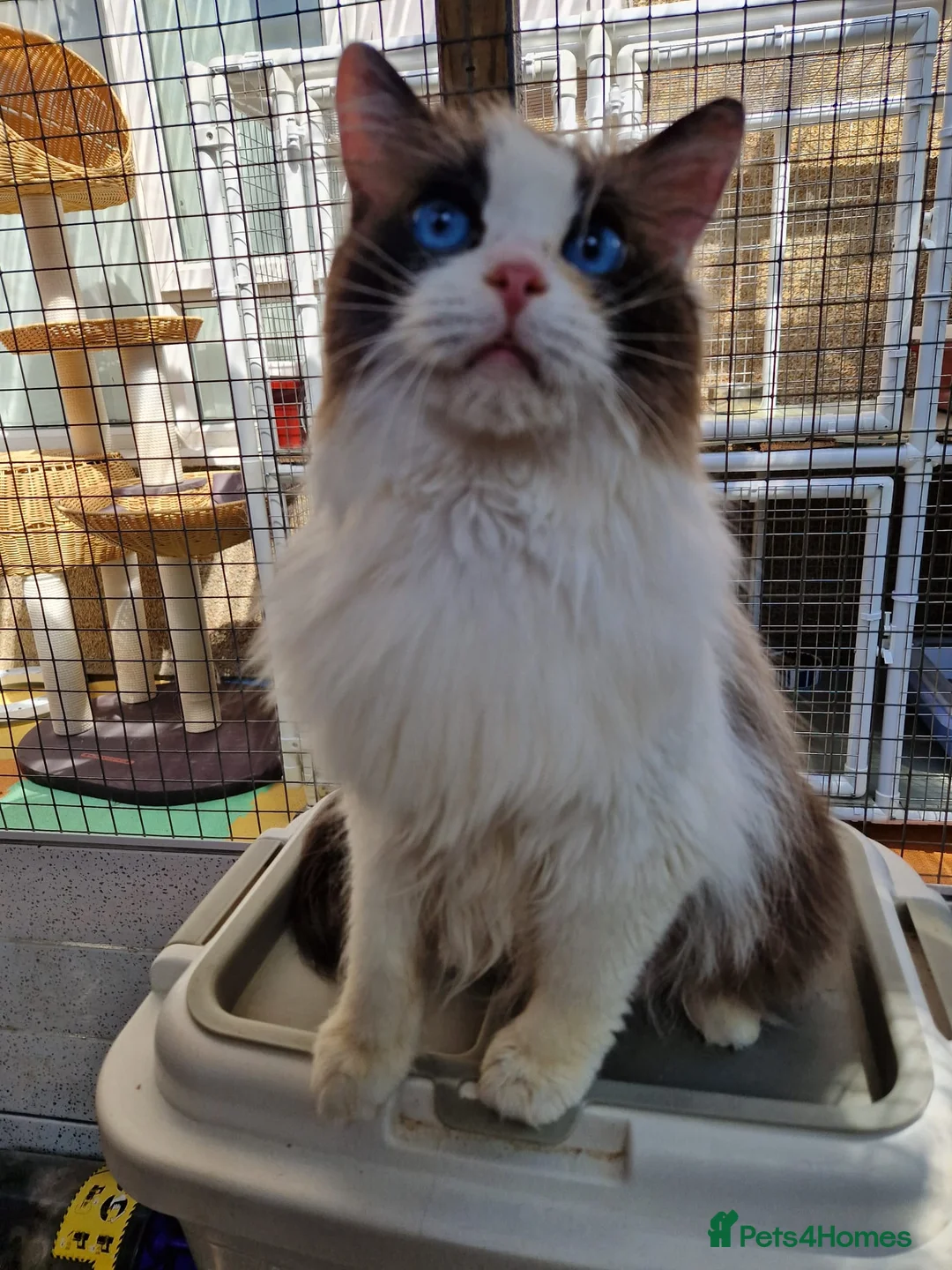 Ragdoll cats for sale: GCCF Registered adult female - Advert 2