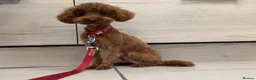 Toy Poodle dogs for sale: Red female KC Reg Toy poodle - Advert 1