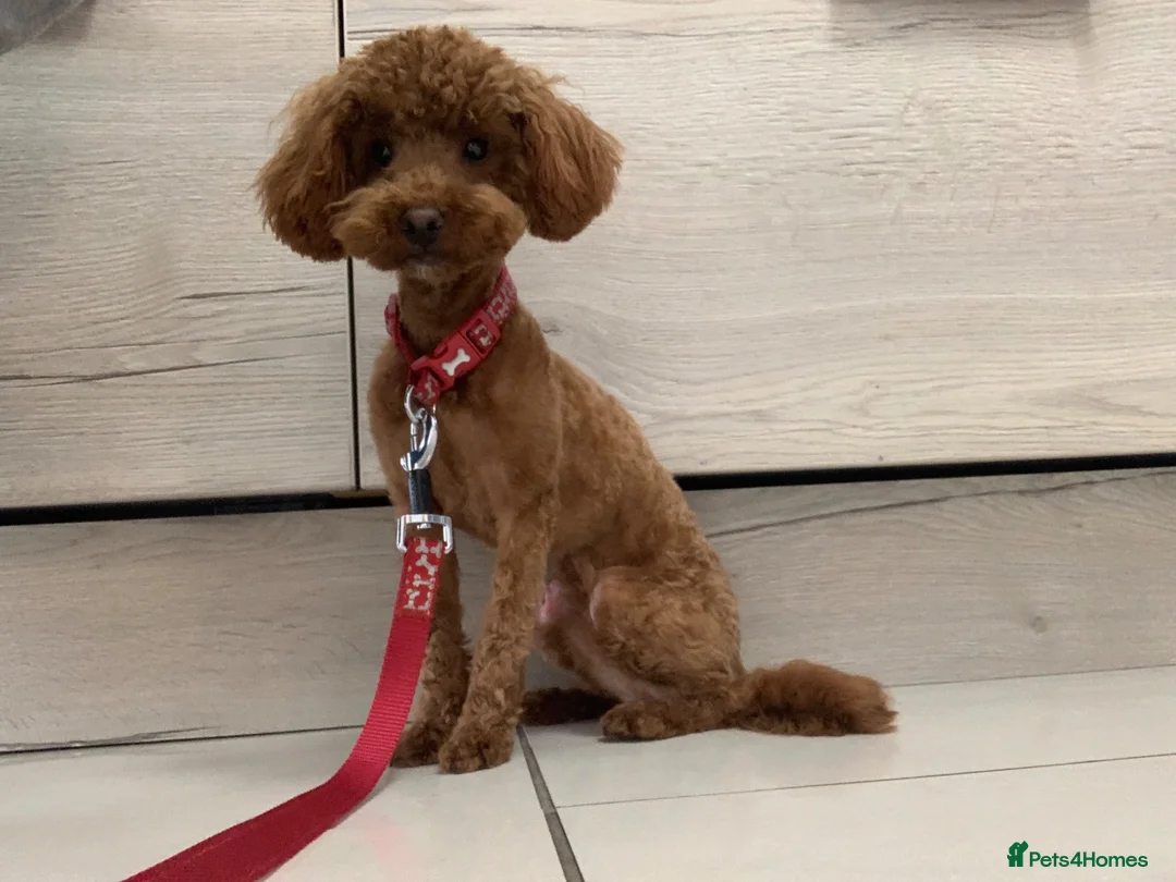 Toy Poodle dogs for sale: Red female KC Reg Toy poodle - Advert 1