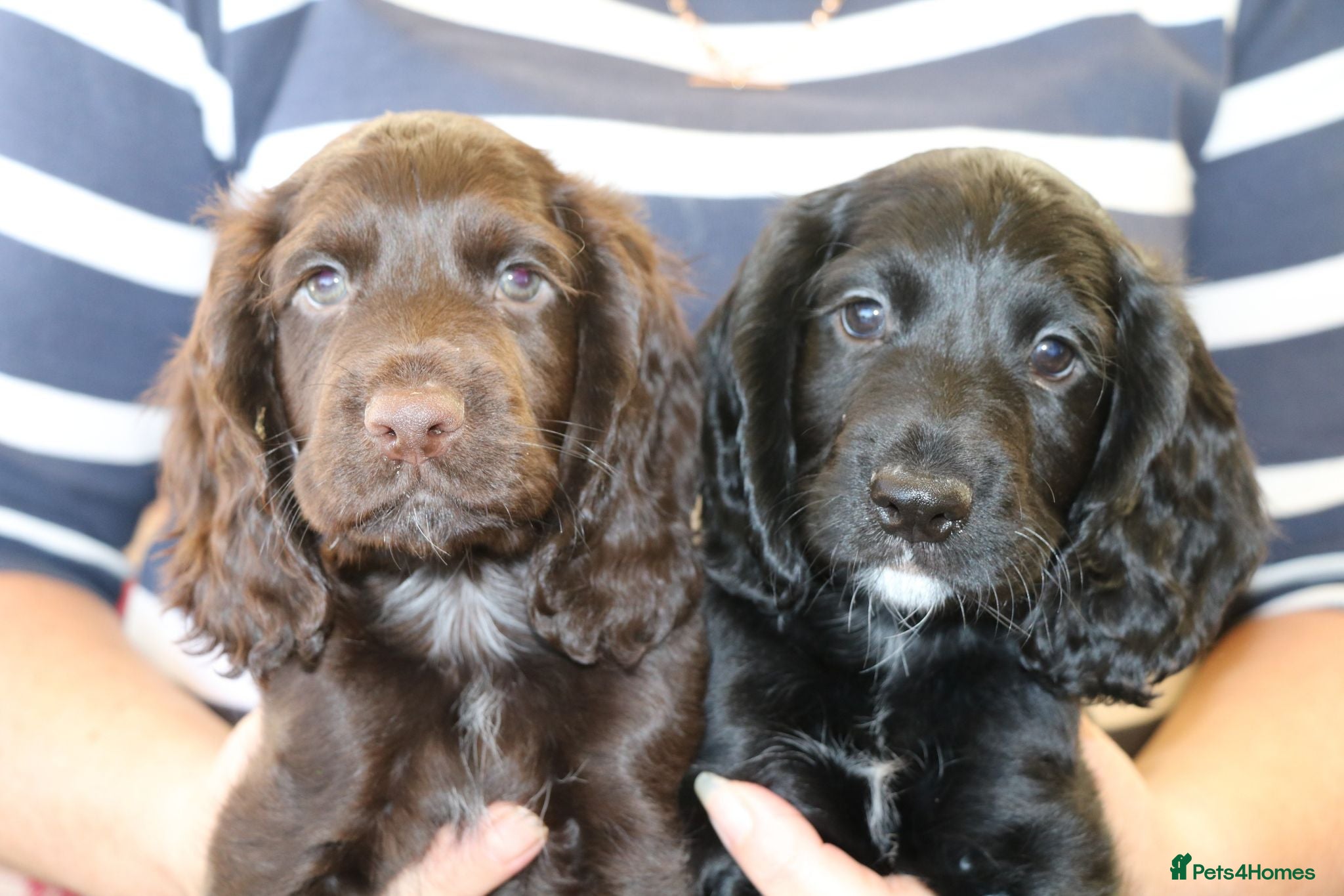 Cocker Spaniel dogs Health Tested Cocker Spaniel Puppies - Advert 9